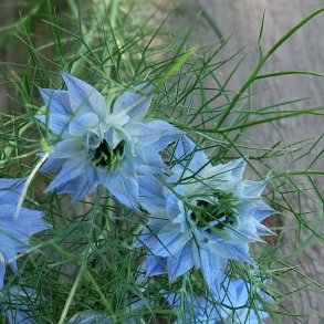 Nigella damascena - Miss Jekyll Skyblue - fr