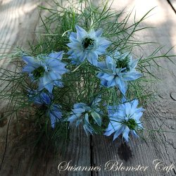 Nigella damascena - Miss Jekyll Skyblue - fr