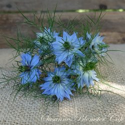 Nigella damascena - Miss Jekyll Skyblue - fr