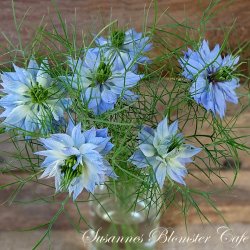 Nigella damascena - Miss Jekyll Skyblue - fr