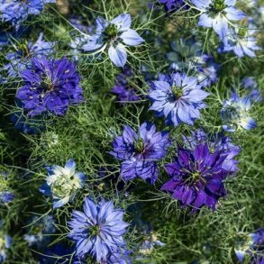 NIGELLA