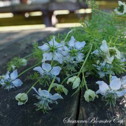 Nigella sativa - Sortkommen - fr