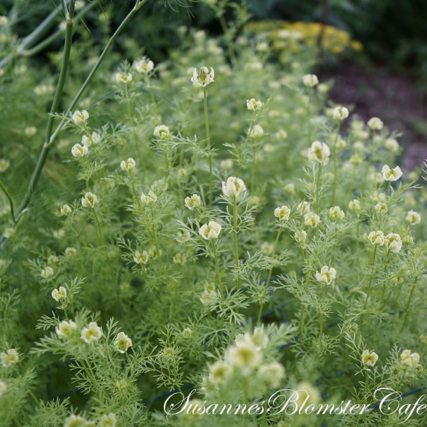 Nigella sativa - Sortkommen - fr