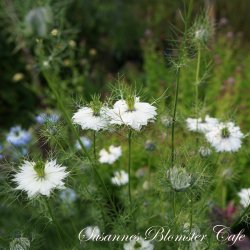 Nigella damascena - Miss Jekyll White - Hvid - fr
