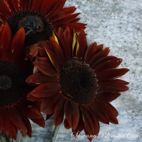 Helianthus annuus - Claret - fr