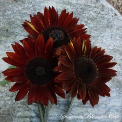 Helianthus annuus - Claret - fr