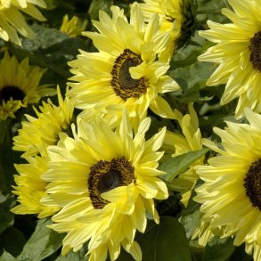 Helianthus annuus - Garden Statement
