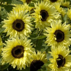 Helianthus annuus - Garden Statement