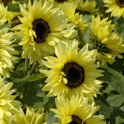 Helianthus annuus - Garden Statement