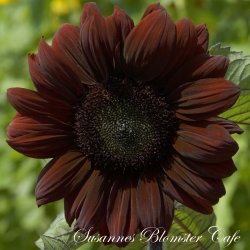 Helianthus annuus - Claret - fr