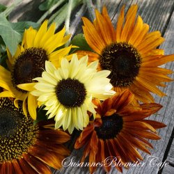 Helianthus annuus MIX - fr
