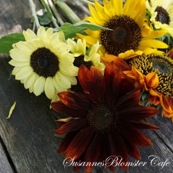 Helianthus annuus MIX - fr