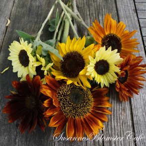 Helianthus annuus MIX - fr