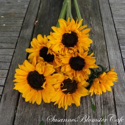 Helianthus annus  - Soraya - Solsikke - fr�