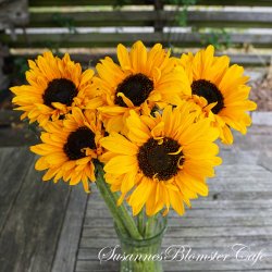Helianthus annus  - Soraya - Solsikke - fr�