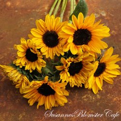 Helianthus annus  - Soraya - Solsikke - fr�