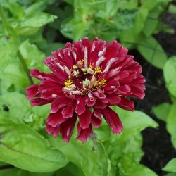 Zinnia Benary's Giant - Deep Red - fr