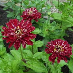 Zinnia Benary's Giant - Deep Red - fr