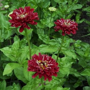 Zinnia Benary's Giant - Deep Red - fr