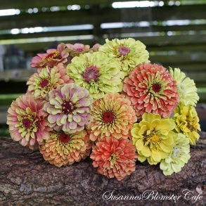 ZINNIA FRØ