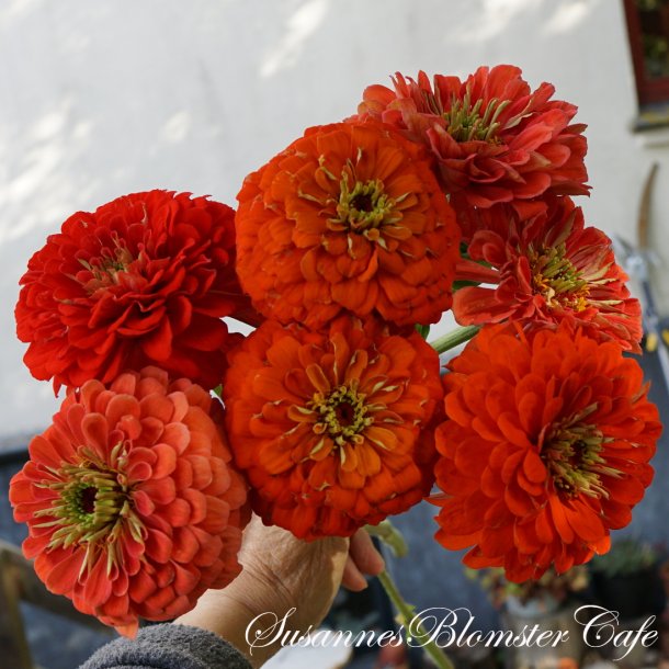 Zinnia Benarys Giant Orange - fr