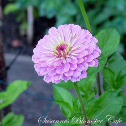 Zinnia Benary's Giant Lilac - fr