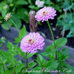 Zinnia Benary's Giant Lilac - fr