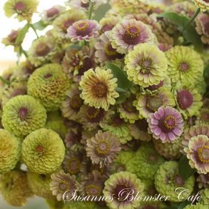 Zinnia elegans Queen Lime v. Blotch - Frkenhat - fr