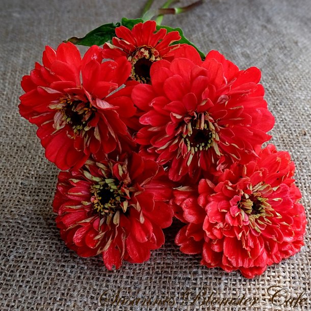 Zinnia Benary's Giant Coral - fr