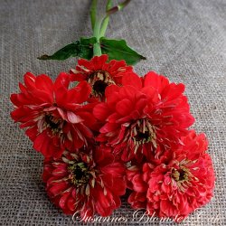 Zinnia Benary's Giant Coral - fr