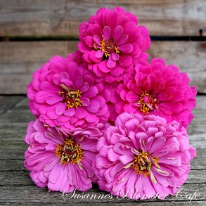 Zinnia Benary's Giant Purple - fr