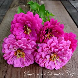 Zinnia Benary's Giant Purple - fr