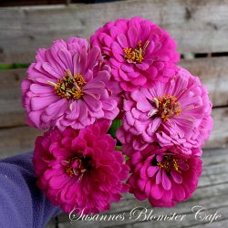 Zinnia Benary's Giant Purple - fr