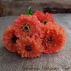 Zinnia Benary's Giant Salmon Rose - fr