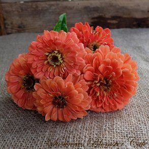 Zinnia Benary's Giant Salmon Rose - fr