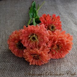 Zinnia Benary's Giant Salmon Rose - fr