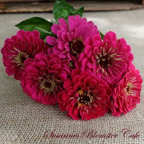 Zinnia Benarys Giant Wine - fr
