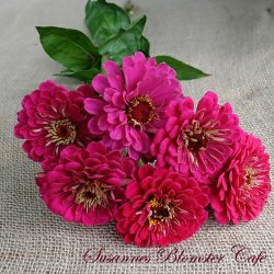 Zinnia Benarys Giant Wine - fr