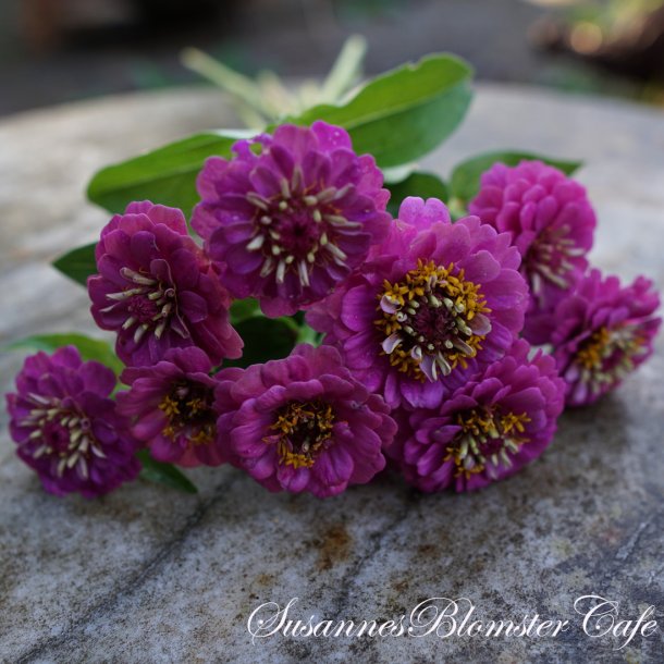 Zinnia Lilliput Purple - fr