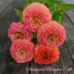 Zinnia elegans - Oklahoma Salmon - fr�. 