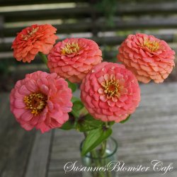 Zinnia elegans - Oklahoma Salmon - fr�. 
