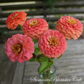 Zinnia elegans - Oklahoma Salmon - fr. 