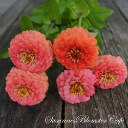 Zinnia elegans - Oklahoma Salmon - fr�. 