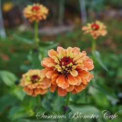 Zinnia elegans Queen Lime Orange - Frkenhat - fr