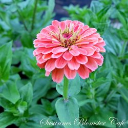Zinnia Benary's Giant Salmon Rose - fr