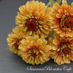 Zinnia elegans Queen Lime Orange - Frkenhat - fr
