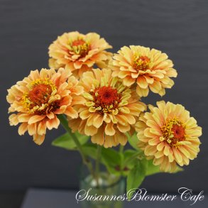 Zinnia elegans Queen Lime Orange - Frkenhat - fr