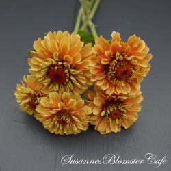 Zinnia elegans Queen Lime Orange - Frkenhat - fr