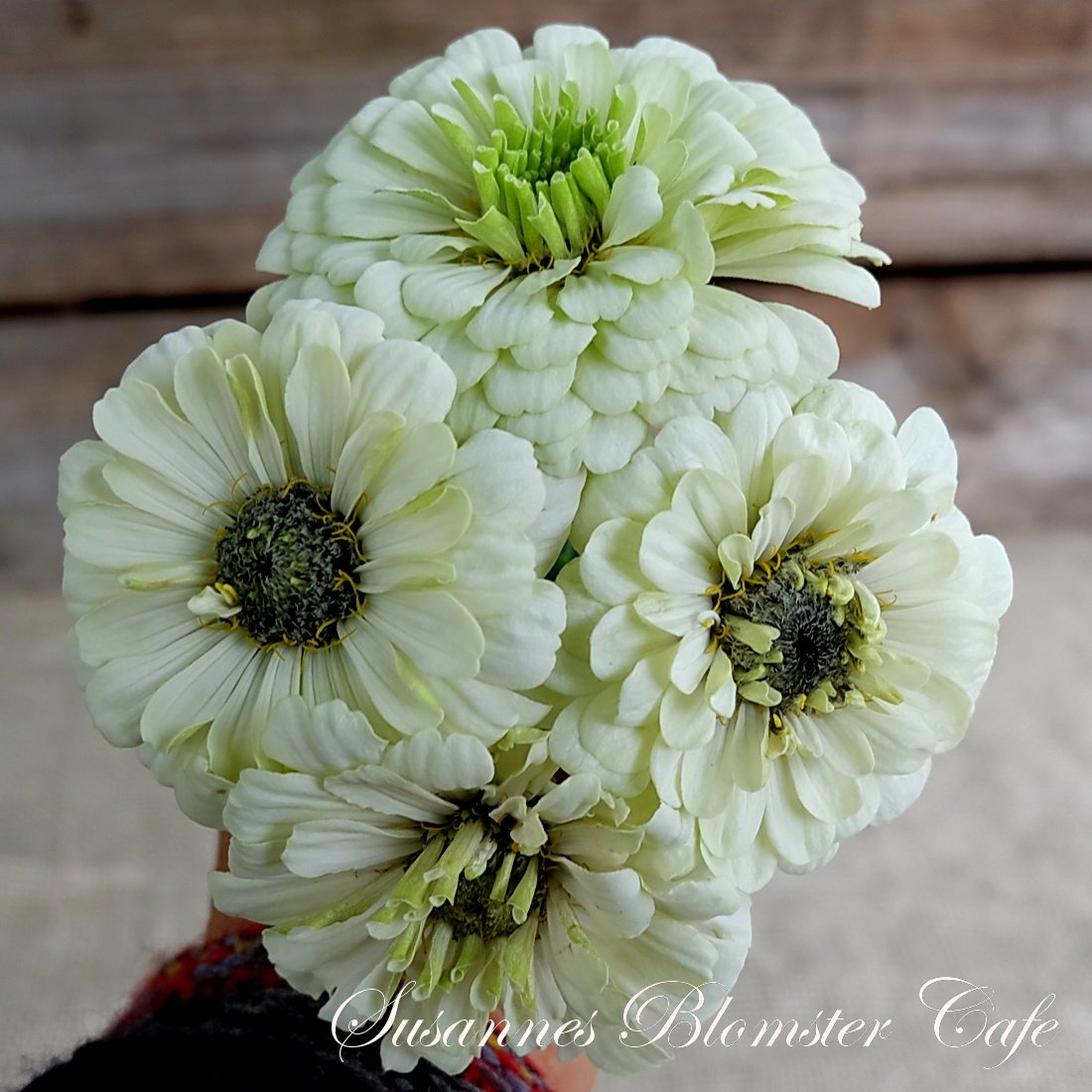 Zinnia Benary's Giant White - Frø - SOMMERBLOMSTER FRØ - Susannes ...