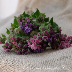 Ageratum  houstonianum - Timeless mix -  Fr